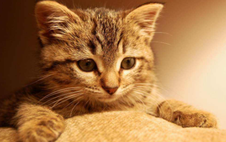 冬天猫咪会不会发春