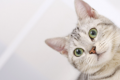 冬天猫咪会不会发春