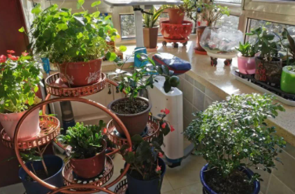 螃蟹壳能做肥料养花吗