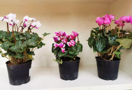 洗衣粉水浇花可以杀虫吗