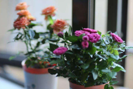 上釉花盆和塑料花盆哪个透气