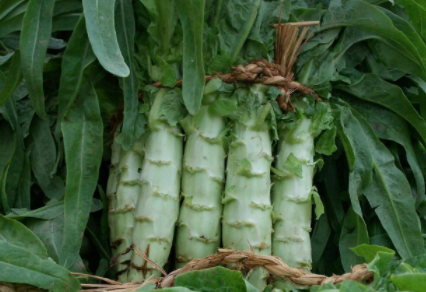 莴笋生吃还是熟吃有营养