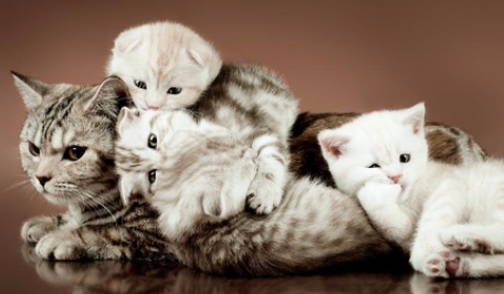 公猫会知道自己有孩子吗