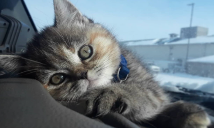 公猫会知道自己有孩子吗