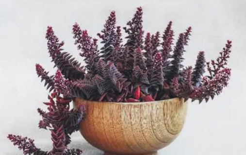 多肉茜之塔怎么养漂亮