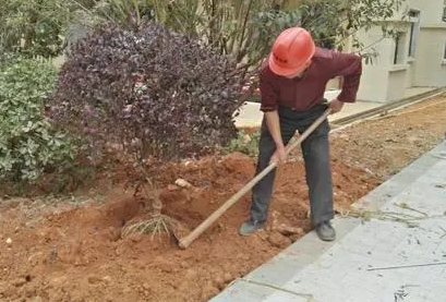 2022年春节坟前栽树好吗