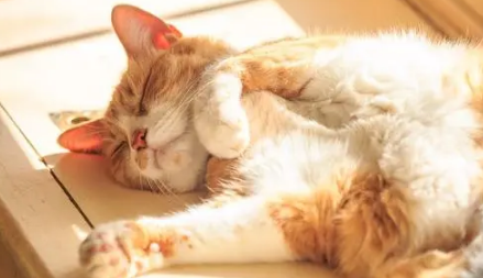 2022冬天晒太阳会不会晒黑