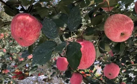 苹果冻皱了能缓过来吗