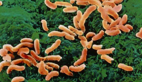 幽门螺杆菌亲嘴百分百传染吗