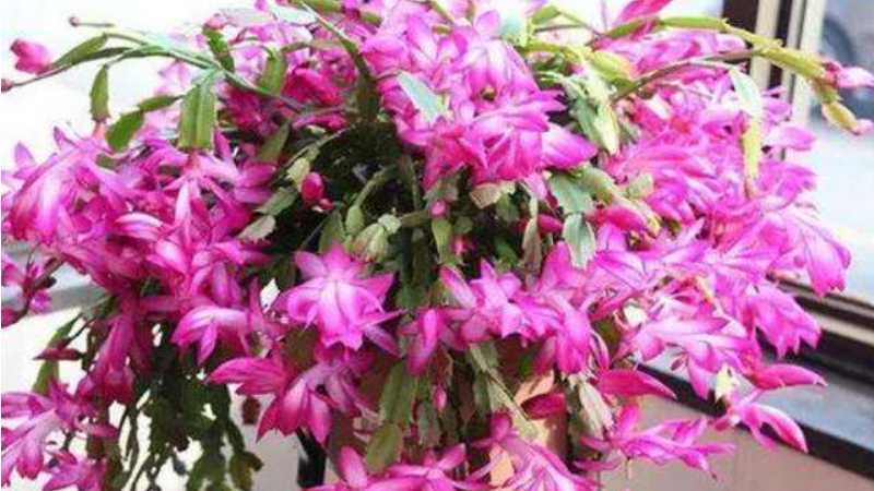 蟹爪兰掉花苞的原因怎么补救