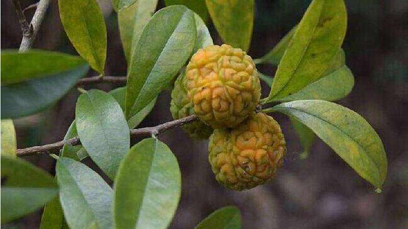 穿破石是什么植物