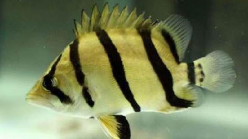 黄黑条纹的鱼是什么鱼?