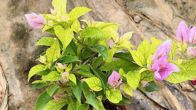 三角梅花苞干枯脱落是什么原因