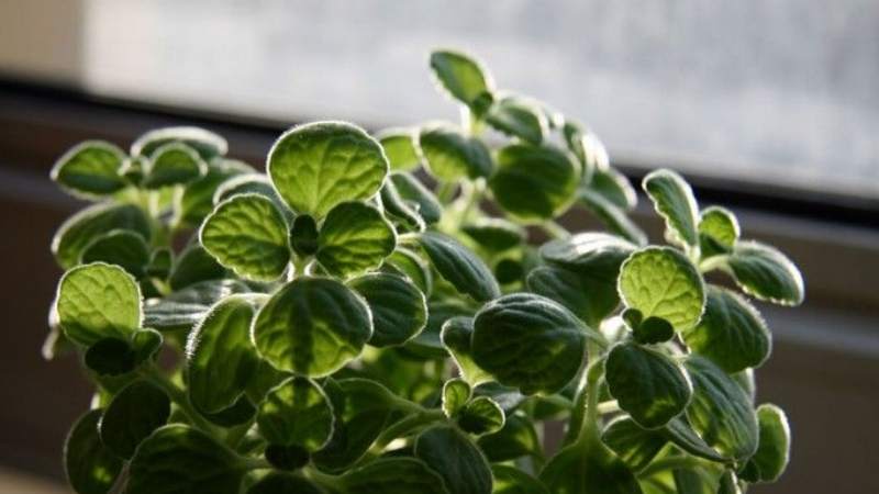 碰碰香为什么一碰就会发出香味