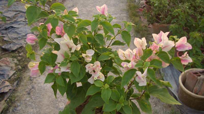 三角梅一直不开花是什么原因