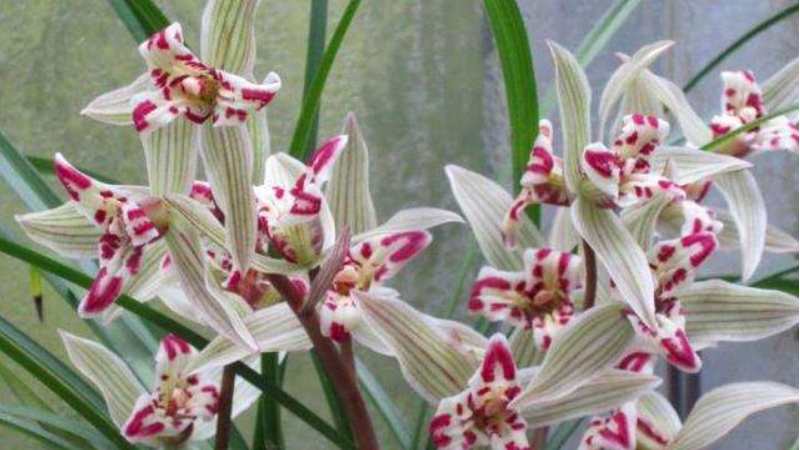 满江红兰花属于什么兰花