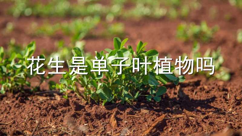 花生是单子叶植物吗