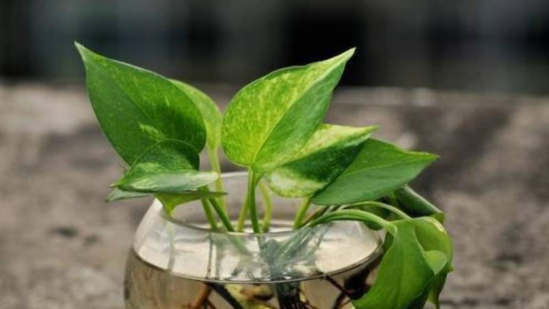 绿萝水培为什么不烂根