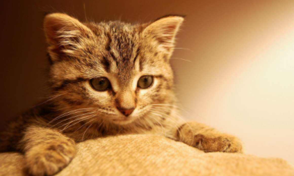 猫咪掉牙齿正常吗
