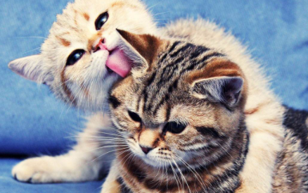 猫咪换牙吃硬的还是软的