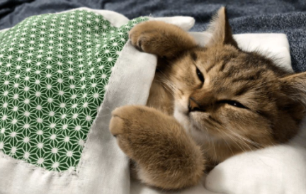 猫自己在家三天没事吧