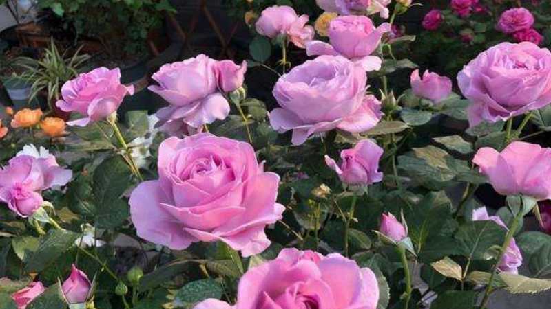 月季花什么季节开