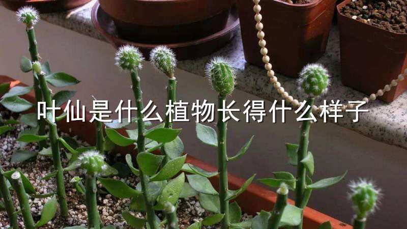 叶仙是什么植物长得什么样子