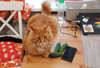 猫吃黄瓜能生吃吗