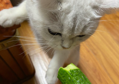 猫吃黄瓜能生吃吗