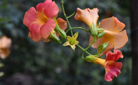 花里的蚂蚁怎么处理