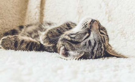 猫一点盐都不能吃吗