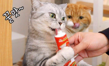 猫一点盐都不能吃吗