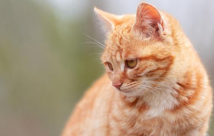 怎么教育猫咪不抓沙发