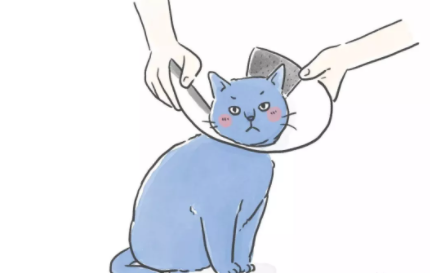 伊丽莎白圈会影响猫咪睡觉吗