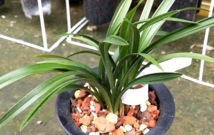 植物僵苗怎么办