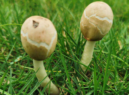 怎么看蘑菇能不能吃