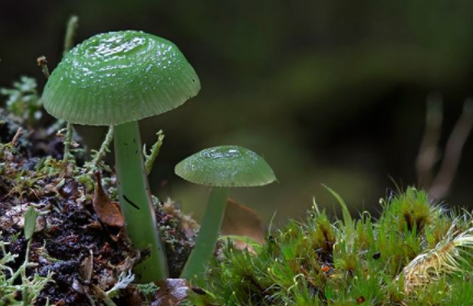 怎么看蘑菇能不能吃