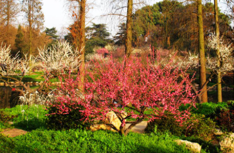 武汉东湖梅园什么时候开花2022