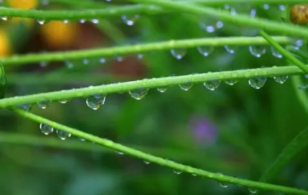 2022雨水节气会下雨吗