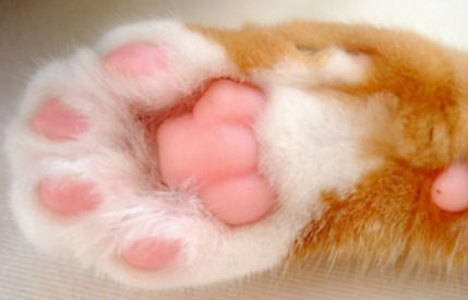 猫咪脚垫热是什么原因