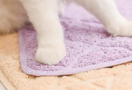 猫咪脚垫热是什么原因