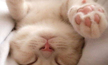 猫咪脚垫热是什么原因