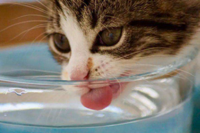 猫咪吃蜂蜜会死吗