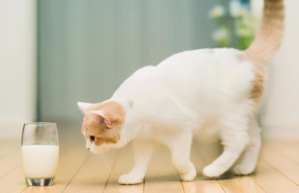 猫咪吃蜂蜜会死吗