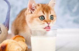 猫咪吃蜂蜜会死吗