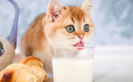 猫咪吃蜂蜜会死吗