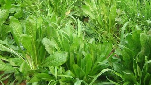 菊苣是什么样子图片
