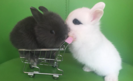 兔子绝育需要禁食吗