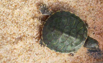 乌龟冬眠什么温度合适