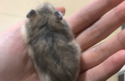 仓鼠嘴张开然后死了是因为什么